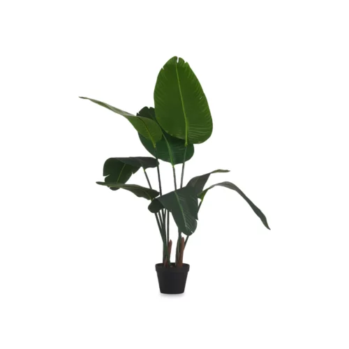 120CM SMALL STRELICIA WITH POT
