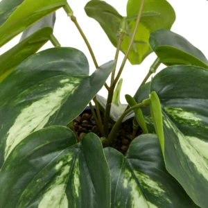 198130-2 PLANT FACE CRMC POT SOL