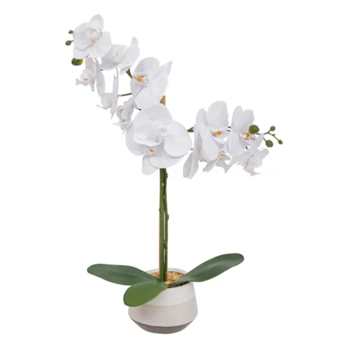ORCHID CRMC POT CLERA H5