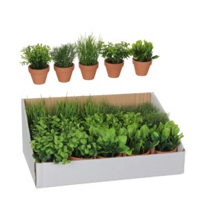 Herb In Pot Green